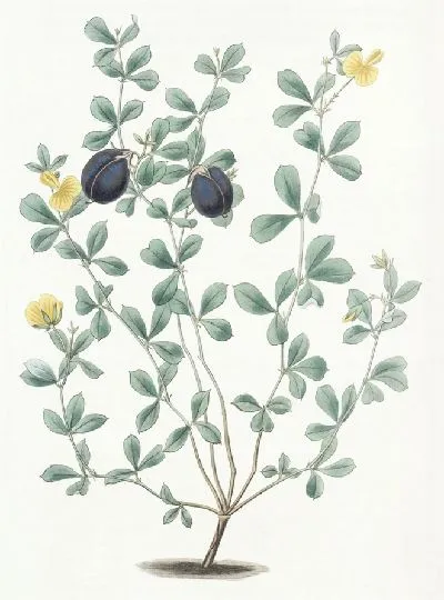 Картина Гомфолобий толстокрайний (1815-1819)