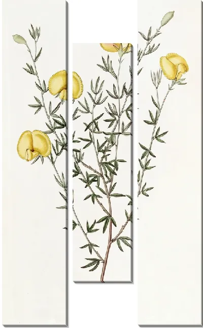Картина Гомфолобиум жилистолистный (1815-1819)