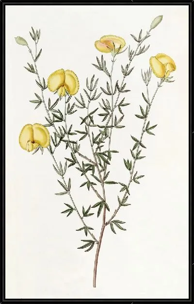 Картина Гомфолобиум жилистолистный (1815-1819)