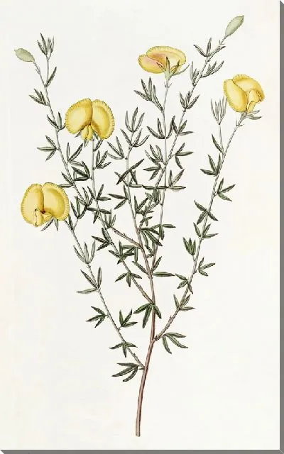 Картина Гомфолобиум жилистолистный (1815-1819)