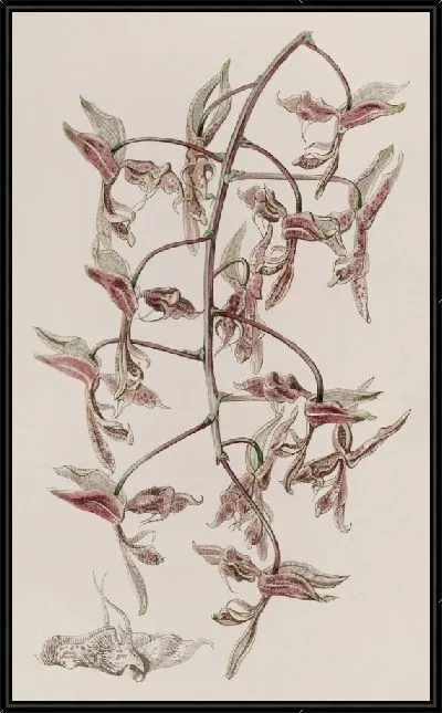 Картина Гонгора с жабьей шкурой (1815-1819)