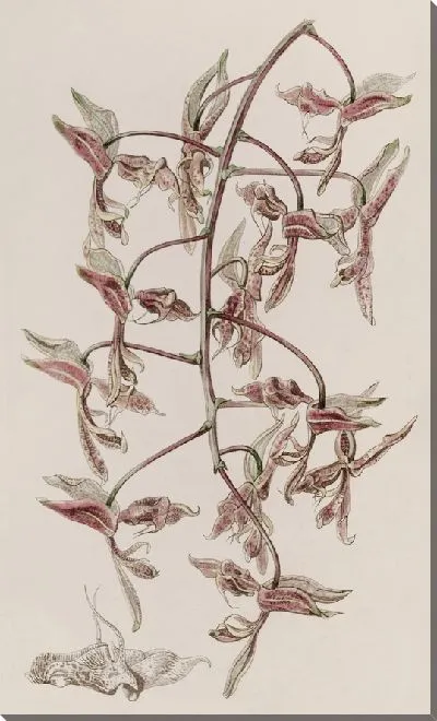 Картина Гонгора с жабьей шкурой (1815-1819)