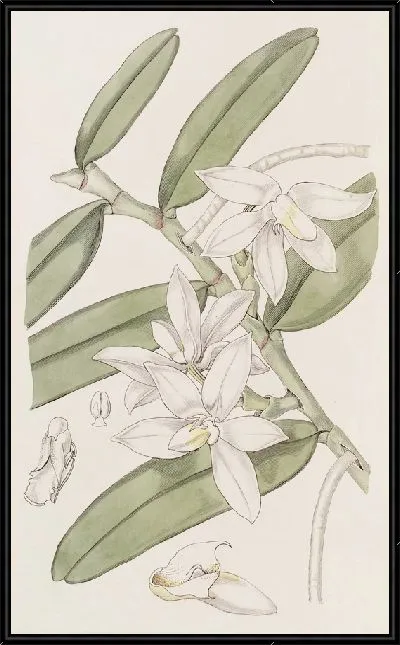 Картина Губа плоти в тапочках (1815-1819)