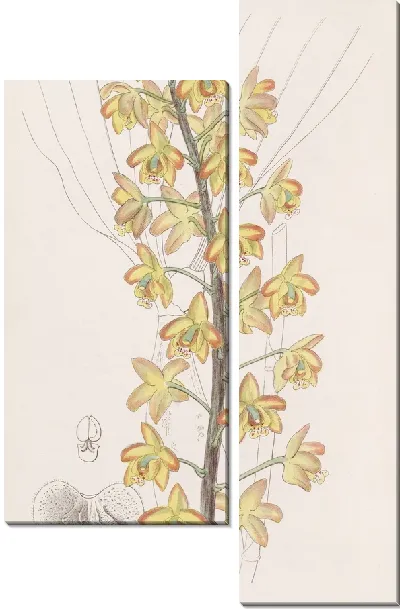 Картина Двулопастной Эриопс (1815-1819)