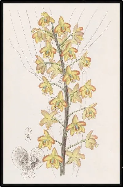 Картина Двулопастной Эриопс (1815-1819)