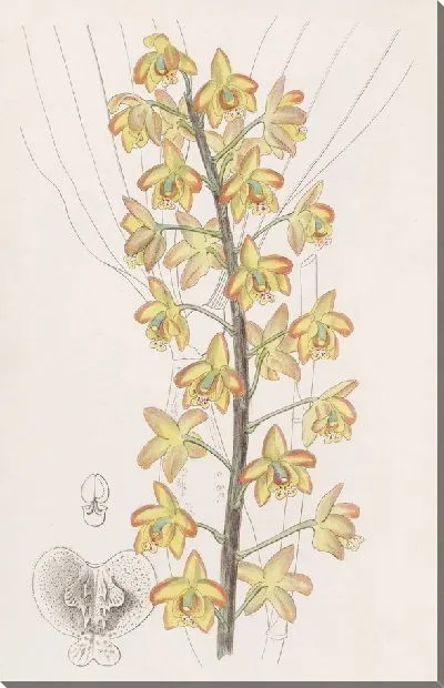 Картина Двулопастной Эриопс (1815-1819)