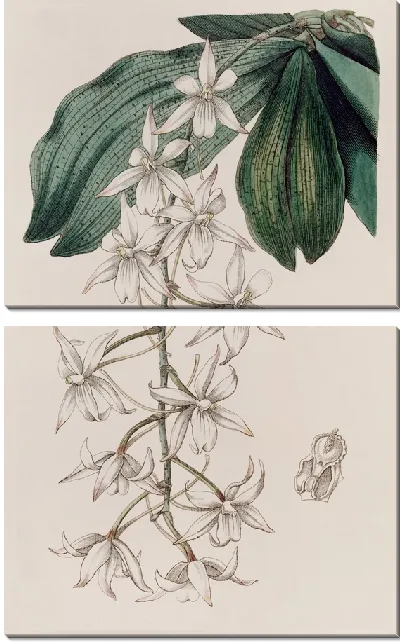 Картина Двулопастный Ангурек (1815-1819)