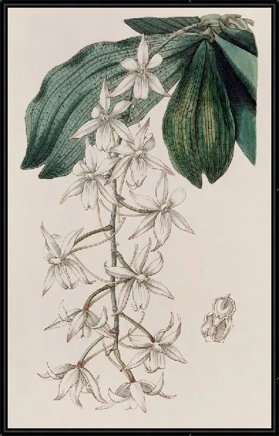 Картина Двулопастный Ангурек (1815-1819)