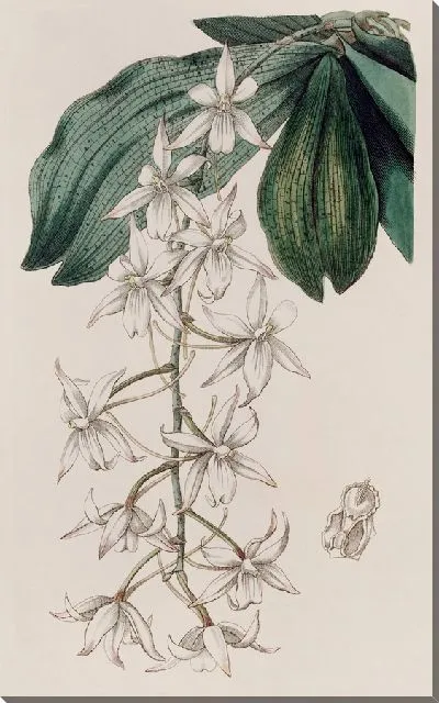 Картина Двулопастный Ангурек (1815-1819)
