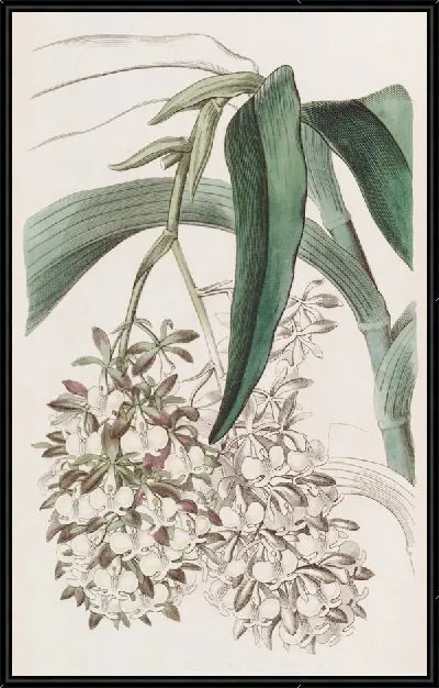 Картина Двуногий эпидендрум (1815-1819)