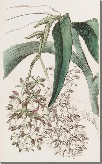 Картина Двуногий эпидендрум (1815-1819)