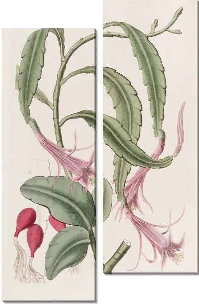 Картина Двуобразный факел-чертополох (1815-1819)