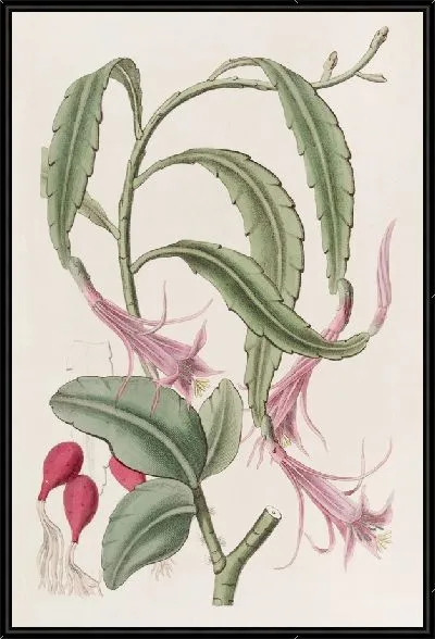 Картина Двуобразный факел-чертополох (1815-1819)