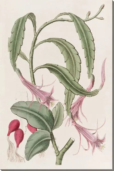 Картина Двуобразный факел-чертополох (1815-1819)