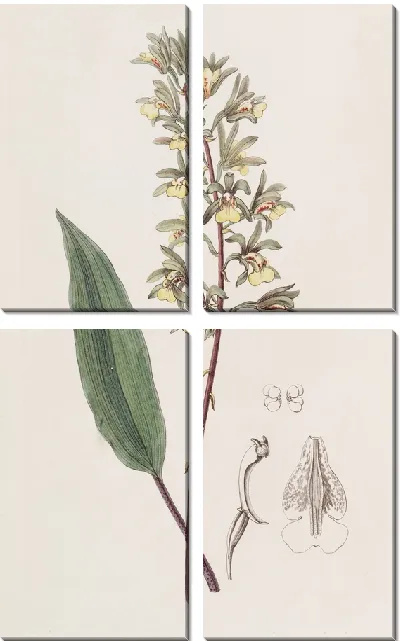 Картина Двурогая Аня (1815-1819)