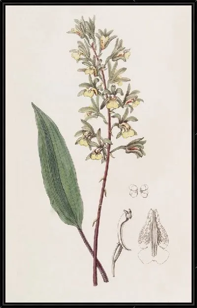 Картина Двурогая Аня (1815-1819)