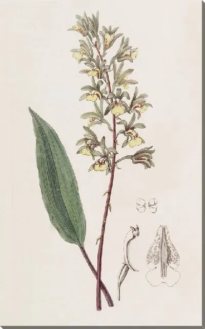 Картина Двурогая Аня (1815-1819)
