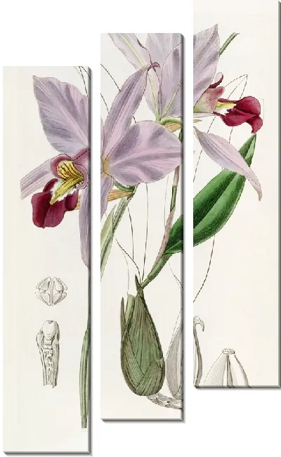 Картина Двусторонняя Лилия (1815-1819)