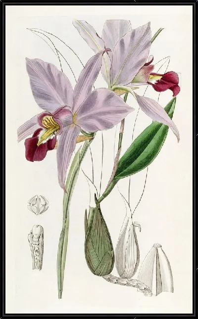 Картина Двусторонняя Лилия (1815-1819)