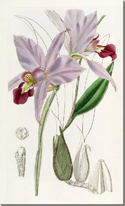 Картина Двусторонняя Лилия (1815-1819)