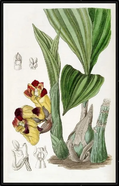 Картина Двухцветная бочонка-орхидея (1815-1819)