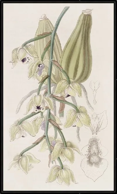 Картина Двухцветная Лацена (1815-1819)