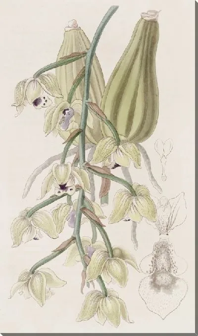 Картина Двухцветная Лацена (1815-1819)
