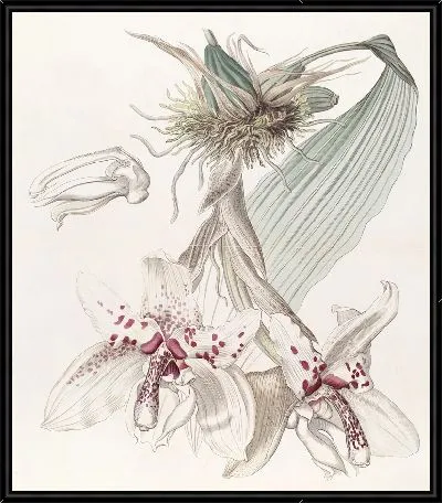 Картина Двухцветная Стангопея фон Мартиуса (1815-1819)