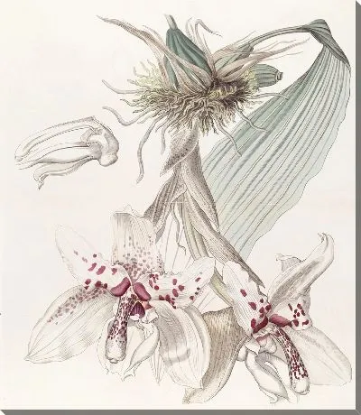 Картина Двухцветная Стангопея фон Мартиуса (1815-1819)
