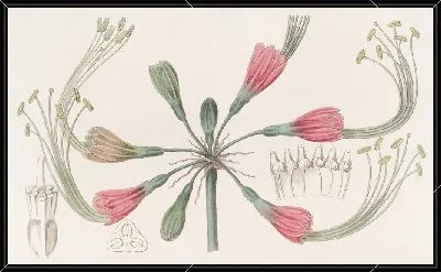 Картина Двухцветная Фея Блум (1815-1819)