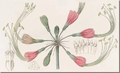 Картина Двухцветная Фея Блум (1815-1819)