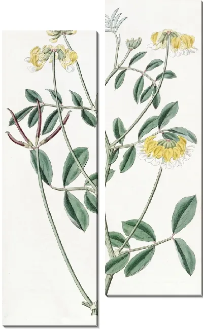 Картина Двухцветная Хозакия (1815-1819)