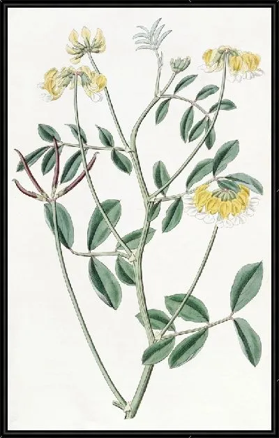 Картина Двухцветная Хозакия (1815-1819)