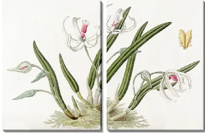 Картина Двухцветные лептоты (1815-1819)