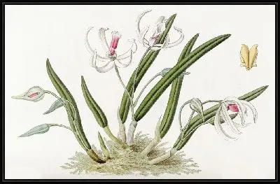 Картина Двухцветные лептоты (1815-1819)