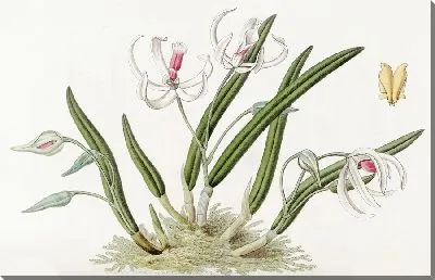 Картина Двухцветные лептоты (1815-1819)