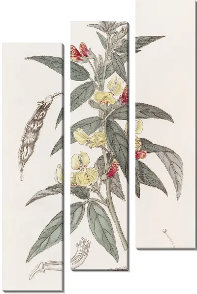 Картина Двухцветный голубиный горошек (1815-1819)