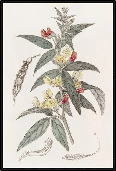 Картина Двухцветный голубиный горошек (1815-1819)