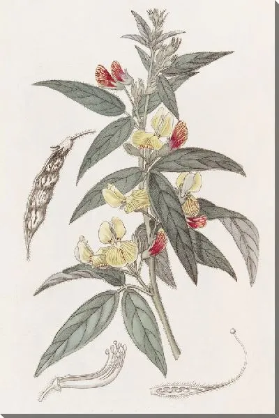 Картина Двухцветный голубиный горошек (1815-1819)