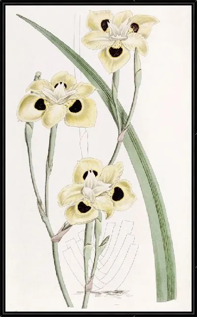 Картина Двухцветный Ирис (1815-1819)