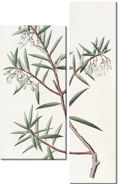 Картина Австралийская клюква (1815-1819)