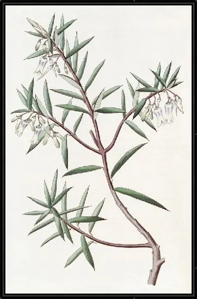 Картина Австралийская клюква (1815-1819)