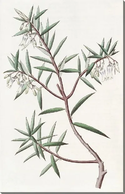 Картина Австралийская клюква (1815-1819)