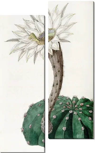 Картина Ароматный пряный кактус (1815-1819)