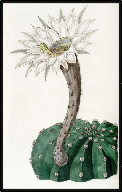 Картина Ароматный пряный кактус (1815-1819)