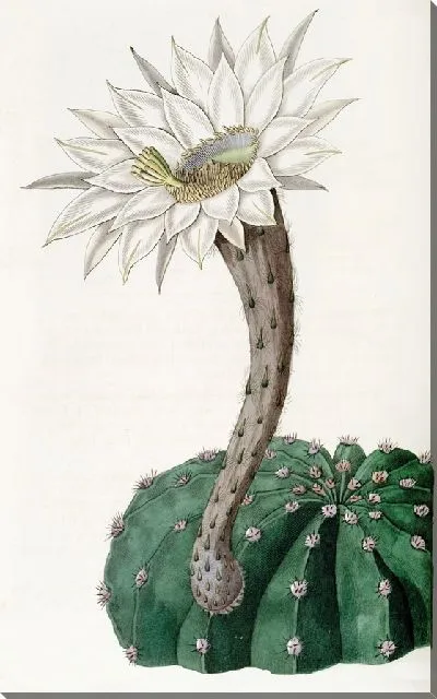 Картина Ароматный пряный кактус (1815-1819)