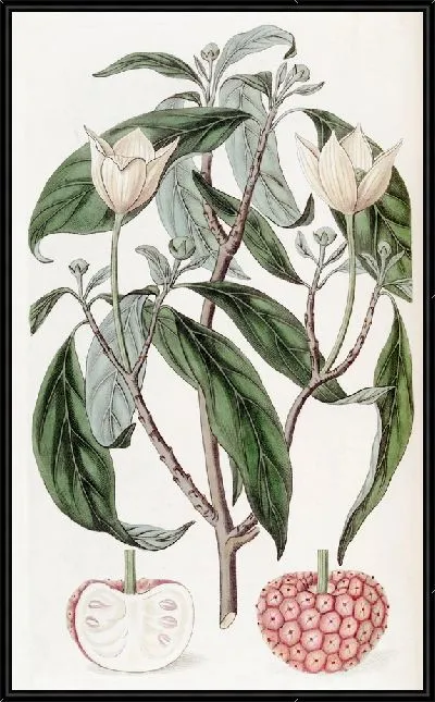 Картина Бентамия клубничноплодная (1815-1819)