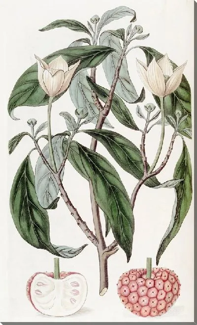 Картина Бентамия клубничноплодная (1815-1819)