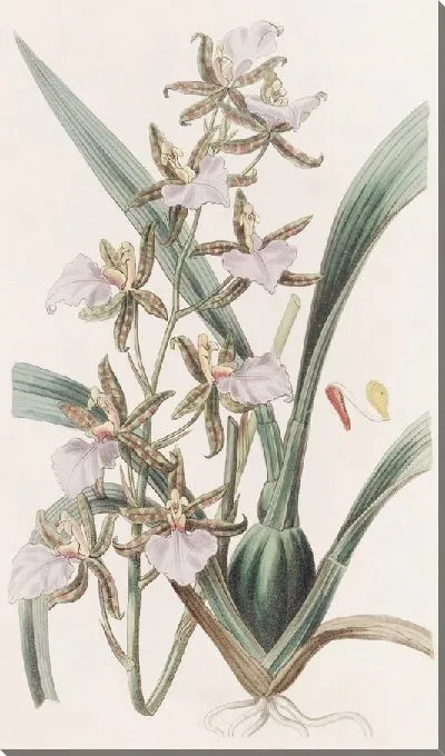 Картина Биктон-Зубной Язык (1815-1819)