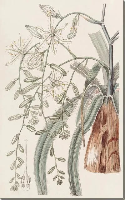 Картина Блуждающая Вифлеемская звезда (1815-1819)